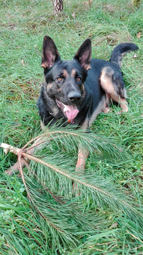 Tannenbaum gefällig?