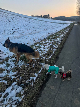 Der eine pinkelt die anderen Schnüffeln