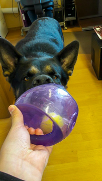 Feldermaus, Schweinchen oder Schäferhund? Von allem etwas :-)