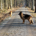 Waldspaziergang