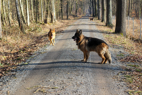 Waldspaziergang