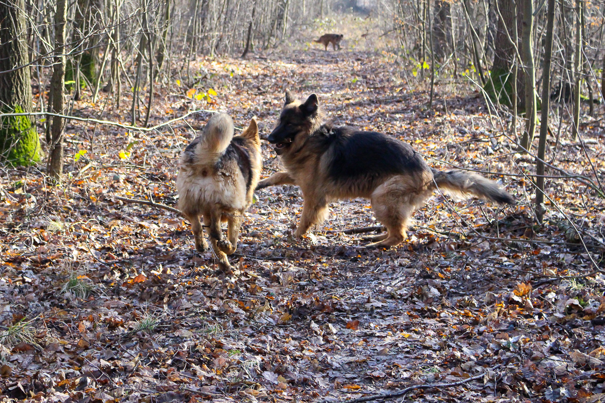 Hunderunde