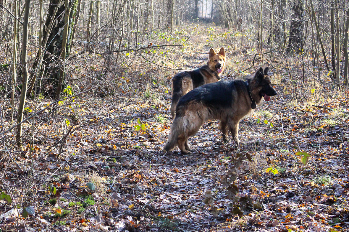 Hunderunde