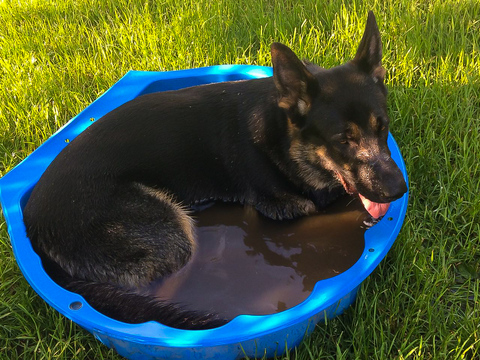 Großer Hund in kleiner Muschel :-)