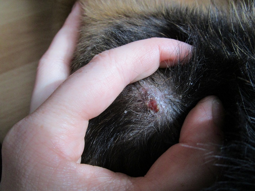 Ist es ein Ausschlag, eine Allergie?! Gesundheit von Hunden Das