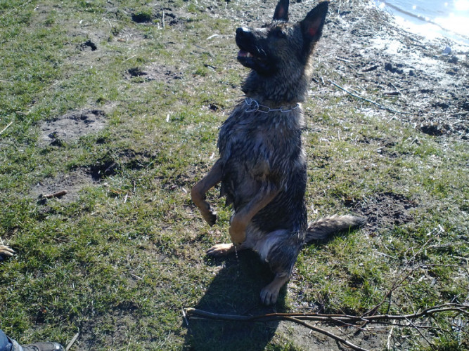 Bällchen spielen trotz HD?!? Gesundheit von Hunden Das Schäferhund