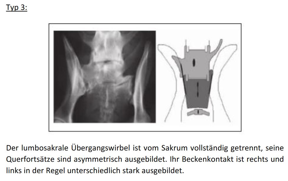 LÜW Schaltwirbel / Lumbosakralen Übergangswirbel Das Schäferhund Forum