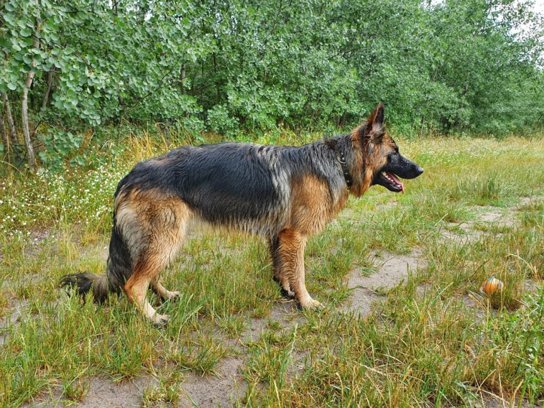 &ldquo;Gerader&rdquo; Rücken, stark abfallender Rücken - Gesundheit von Hunden